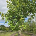 Acer rubrum 'Summer Red' - 1