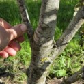 Pyrus c. 'Beurré Hardy' - Foto 4
