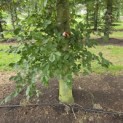 Fagus sylvatica 'Atropunicea' - juli blad in de schaduw kleurt naar groen