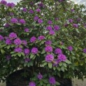 Rhododendron 'Catawbiense Grandiflorum - 3