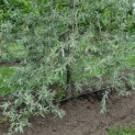 Pyrus salicifolia 'Pendula' - Afbeelding 1