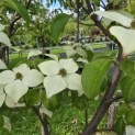 Cornus kousa - 5