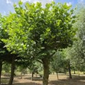 Platanus hispanica dak of knotvorm - juli 2026