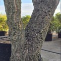 Quercus Suber - Foto 7