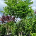 Gymnocladus dioica - Afbeelding 2