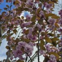 Prunus serrulata 'Kanzan' - 2