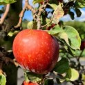 Malus domestica 'Rode Boskoop' - impressie rijpe goudreinet