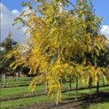 Juglans nigra - Foto 1