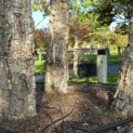 Quercus Suber - 5
