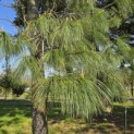 Pinus wallichiana - 1
