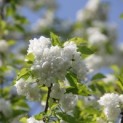 Prunus avium 'Plena' - 2