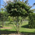 Parrotia persica - 2