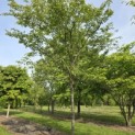 Amelanchier lamarckii - 3