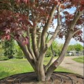 Acer palmatum 'Atropurpureum' - Foto 4