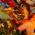 Liquidambar styraciflua - amberboom herfstblad