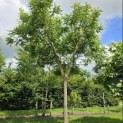 Koelreuteria paniculata - 2