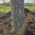 Quercus Suber - 8