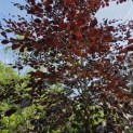 Fagus sylvatica 'Riversii' - mei 2026