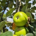 Malus domestica 'Jacques Lebel' - Foto 2