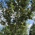 Malus domestica 'Jacques Lebel' - Foto 3