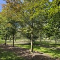 Fagus sylvatica 'Atropunicea' - Foto 1