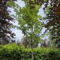 Acer Rufinerve - juni 2026