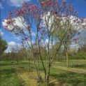 Magnolia 'Susan' - 2