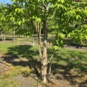 Acer Triflorum - Foto 1