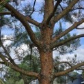 Pinus sylvestris - Foto 2