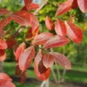 Lagerstroemia herfst