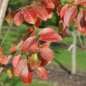 Lagerstroemia herfstkleur