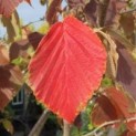 #433 Hamamelis mollis Zaubernuss