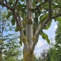 Magnolia 'Heaven Scent' - Foto 1