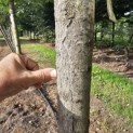Juglans regia 'Coenen'' - 3