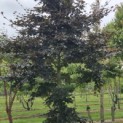 Fagus sylvatica 'Atropunicea' - Foto 4