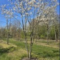 Amelanchier lamarckii - 2