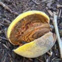 Prunus dulcis - Foto 1