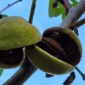 Prunus dulcis - Foto 2