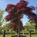 Acer palmatum 'Garnet' - Foto 1