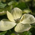 Cornus nuttallii - 1