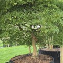 Acer palmatum 'Dissectum' - 1