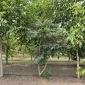 Rhus typhina - 5