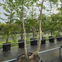 betula pendula - 1