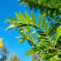 Gleditsia triacanthos ‘Inermis' - Afbeelding 5