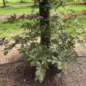 Fagus sylvatica 'Atropunicea' - blad in de schaduw kleurt naar groen