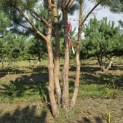 Pinus sylvestris - 3