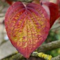 Cornus florida - herfst