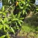 Quercus Suber - 7