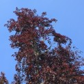 Fagus sylvatica 'Atropunicea' - 3