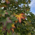 Liquidambar styraciflua - 2